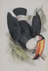 Toco Toucan, fra 